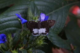 Image of Eranthemum roseum (Vahl) R. Br.