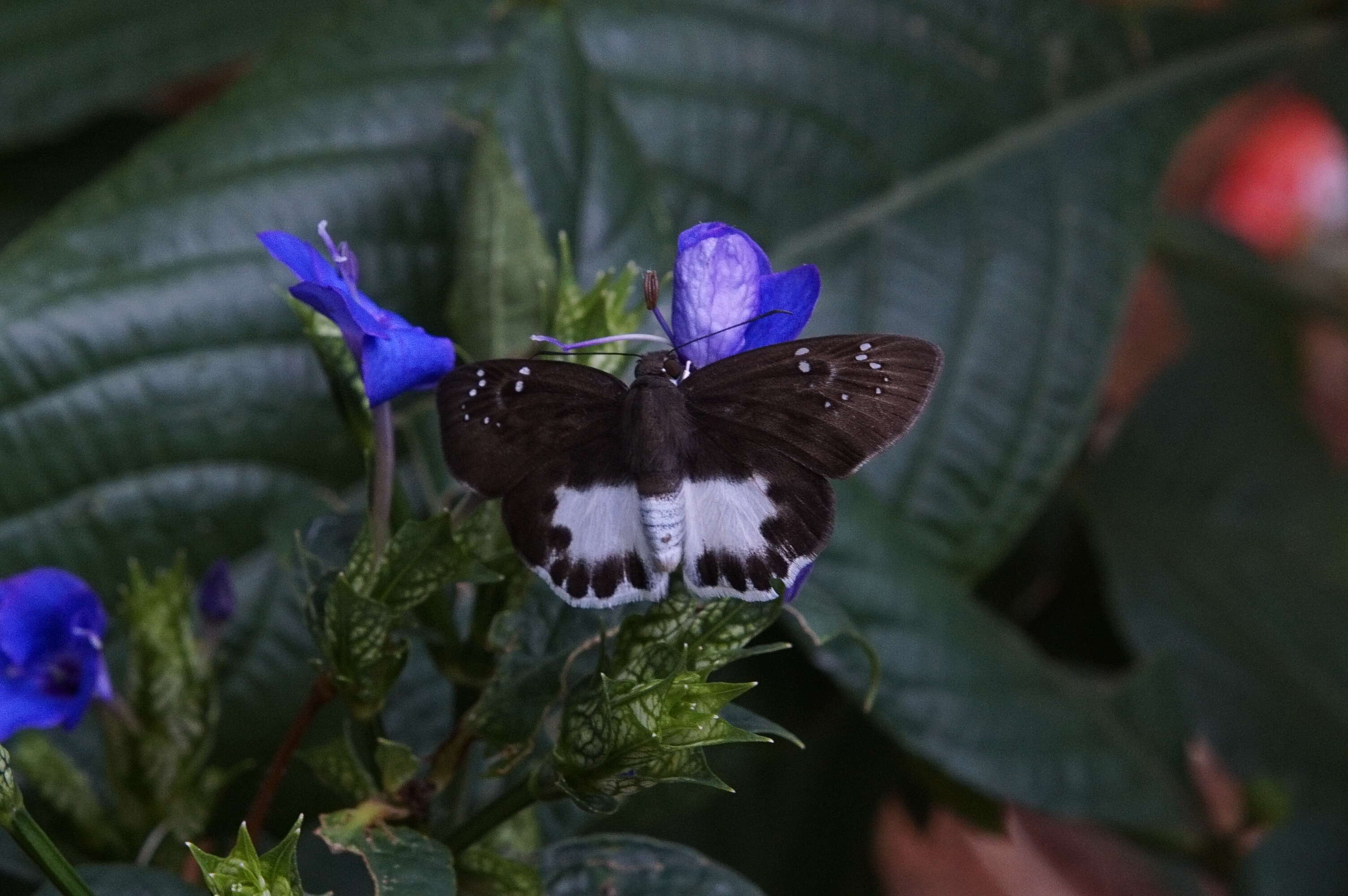 Image of Eranthemum roseum (Vahl) R. Br.