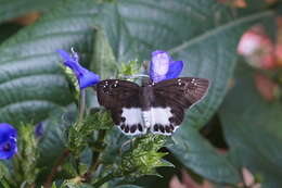 Image of Eranthemum roseum (Vahl) R. Br.