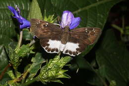 Image of Eranthemum roseum (Vahl) R. Br.