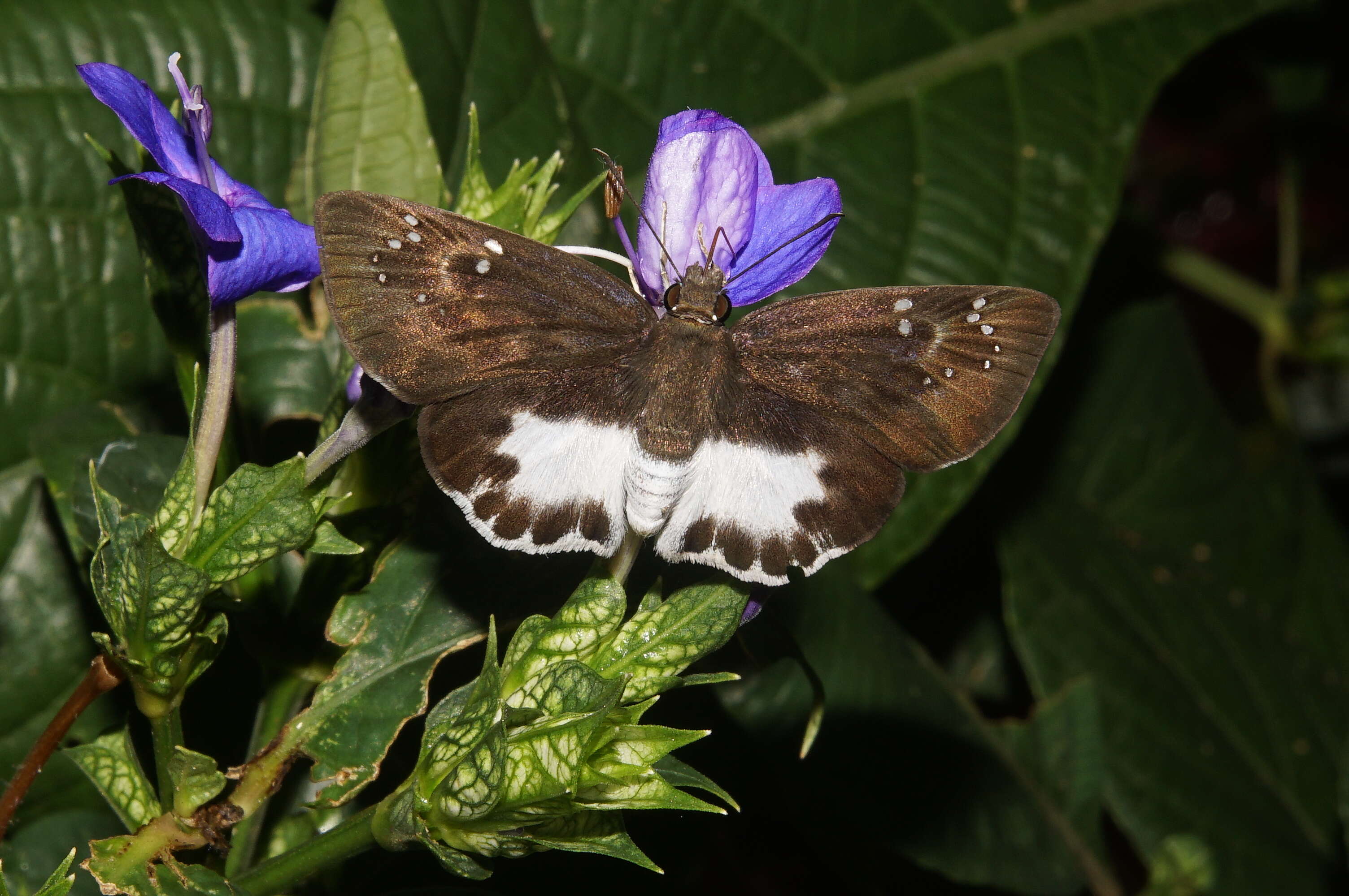 Image of Eranthemum roseum (Vahl) R. Br.