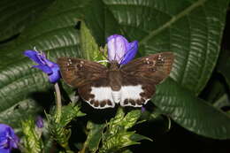 Image of Eranthemum roseum (Vahl) R. Br.