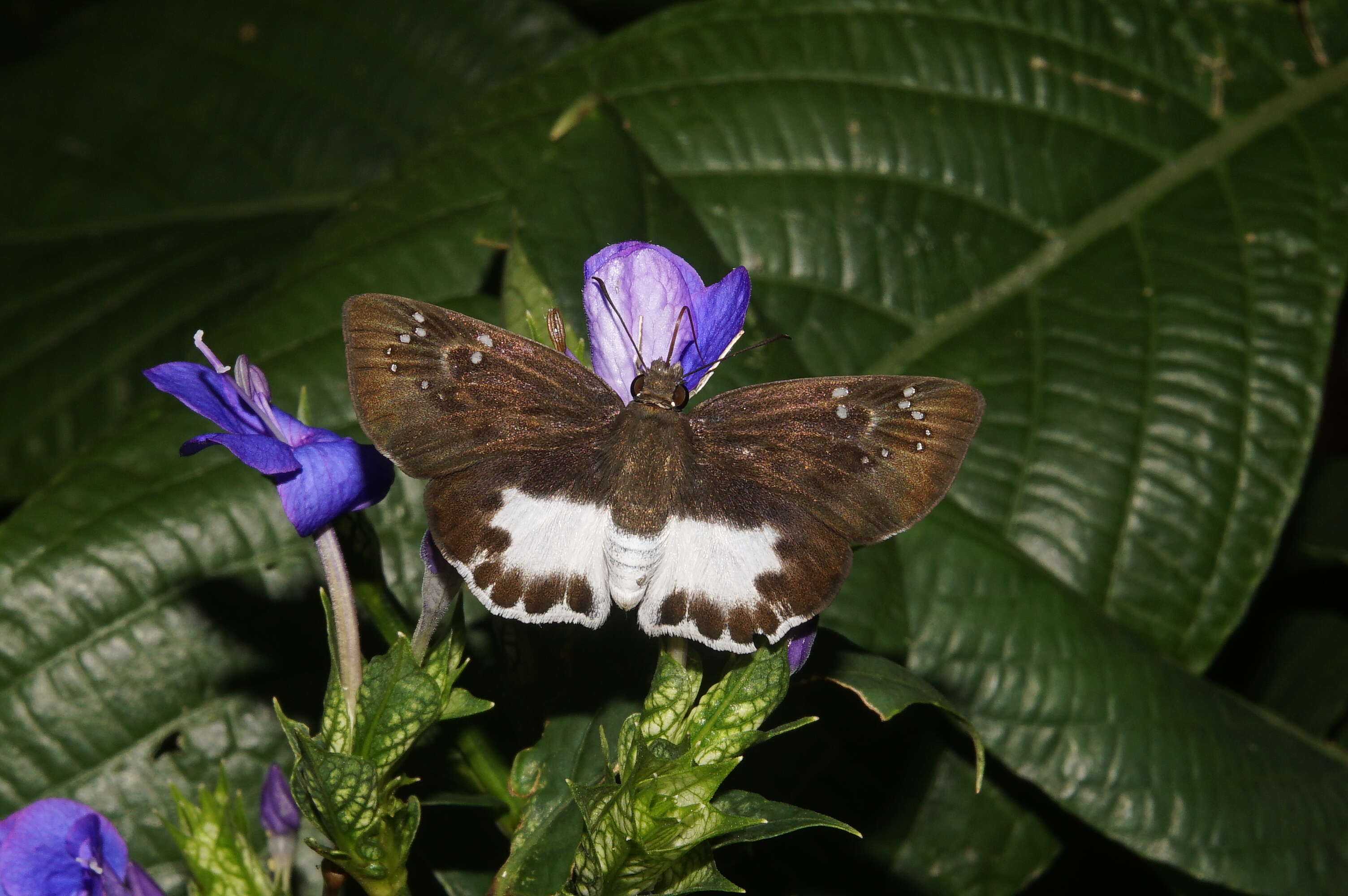 Image of Eranthemum roseum (Vahl) R. Br.