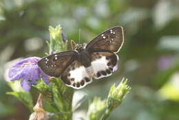 Image of Eranthemum roseum (Vahl) R. Br.