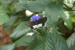 Image of Eranthemum roseum (Vahl) R. Br.