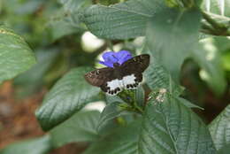 Image of Eranthemum roseum (Vahl) R. Br.