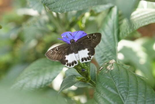 Eranthemum roseum (Vahl) R. Br. resmi