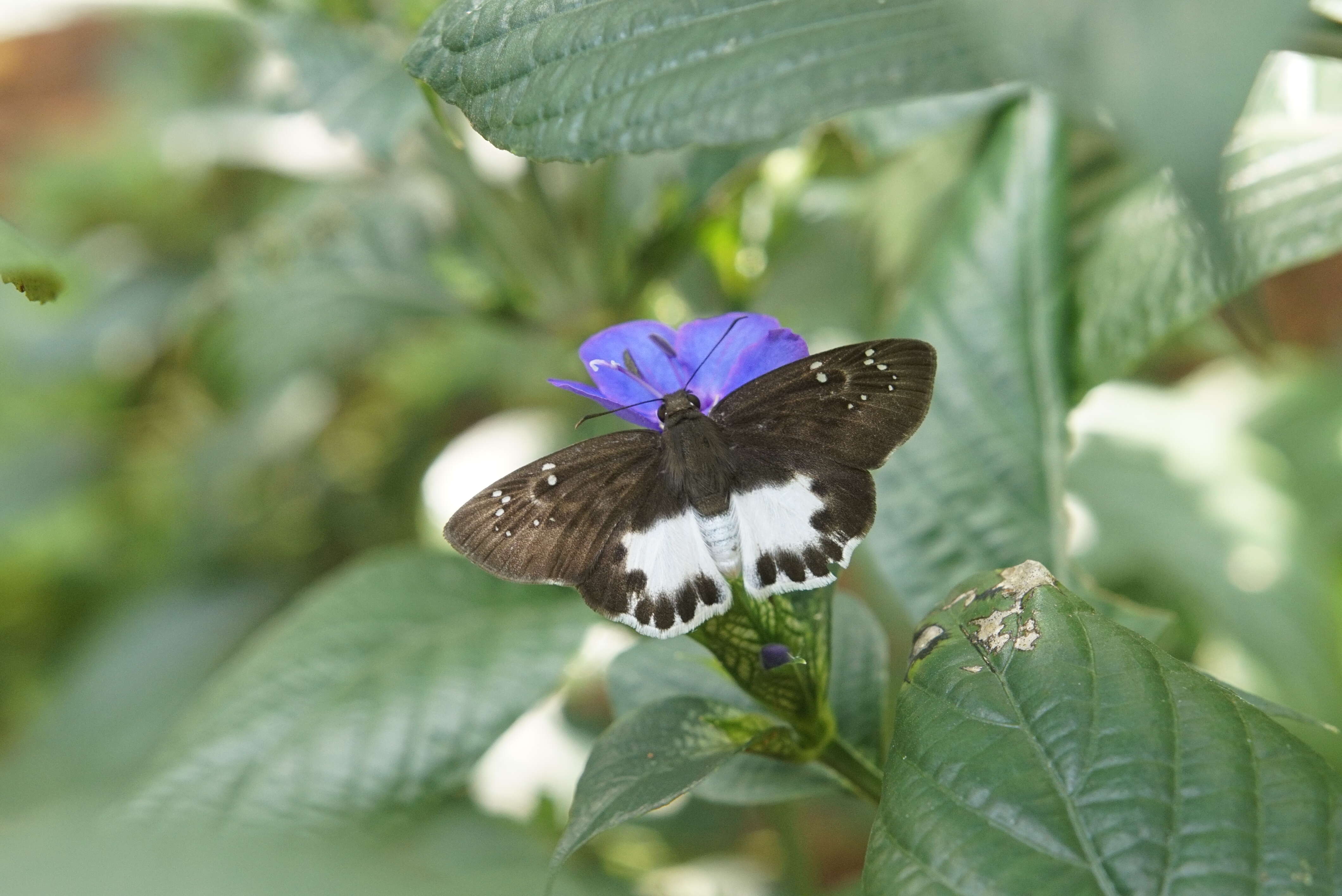 Image of Eranthemum roseum (Vahl) R. Br.