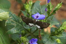 Image de Eranthemum roseum (Vahl) R. Br.