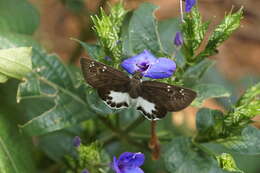 Image of Eranthemum roseum (Vahl) R. Br.