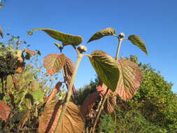 Image of Wayfaring-tree