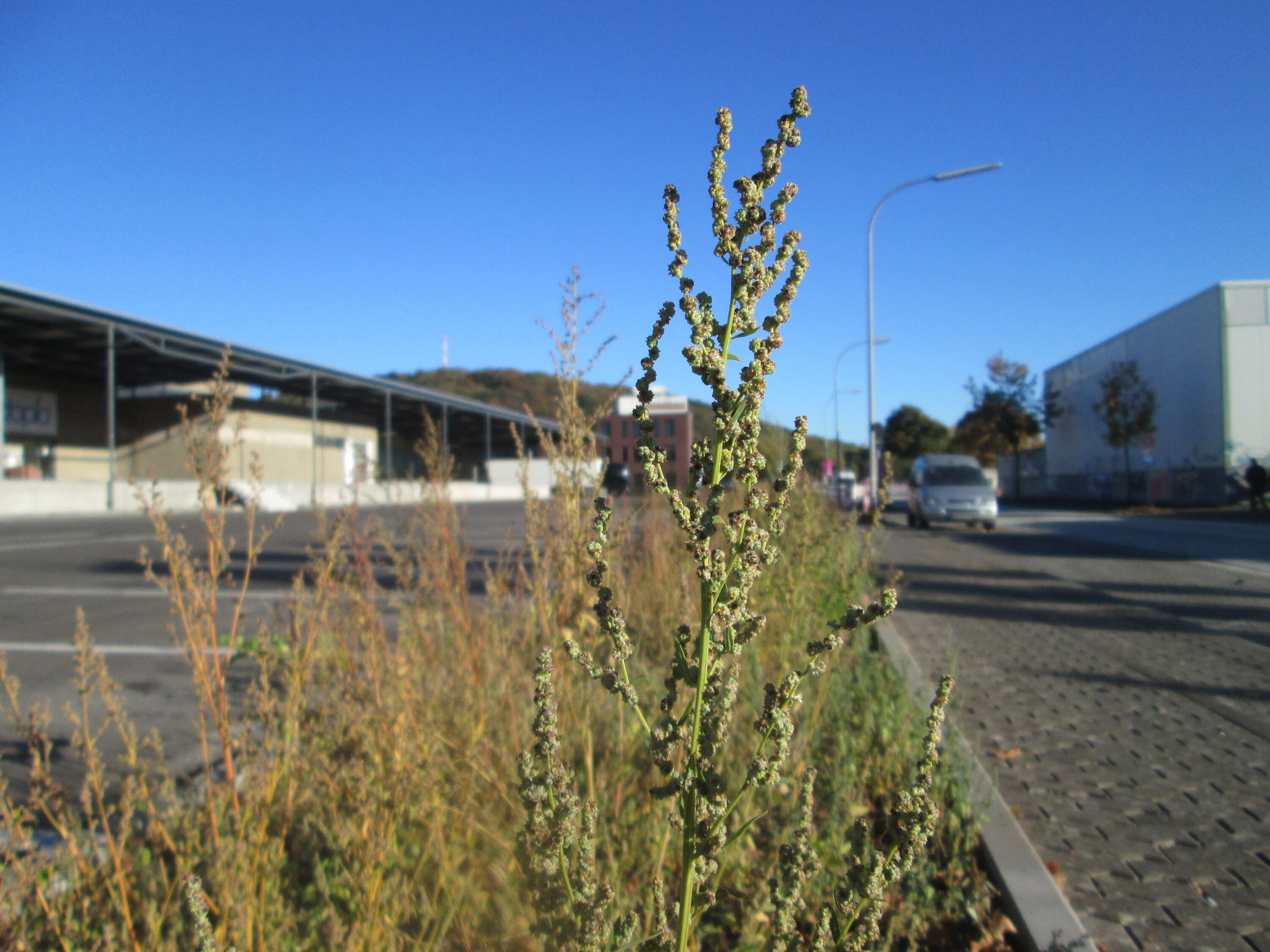 Imagem de Chenopodium album L.