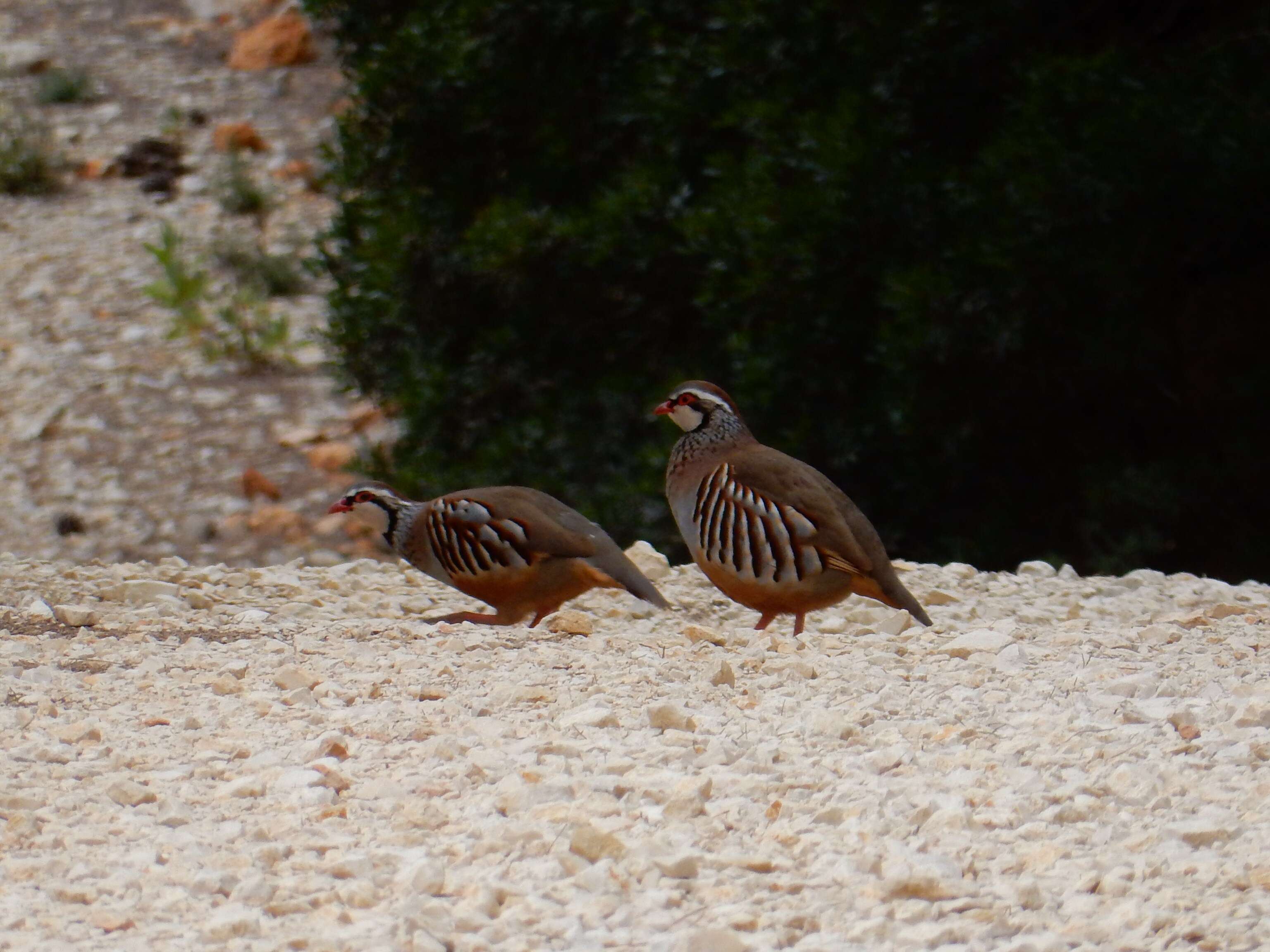 Image of Red-legged Partridge