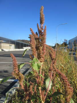 Image of redroot amaranth