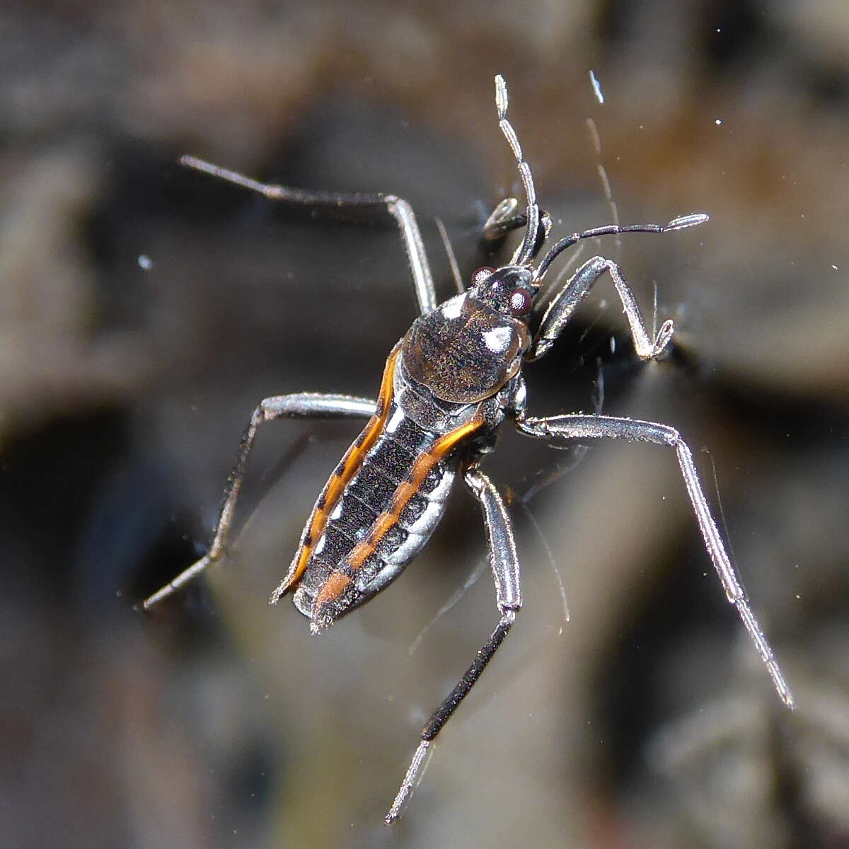 Image of Velia subgen. Plesiovelia Tamanini 1955