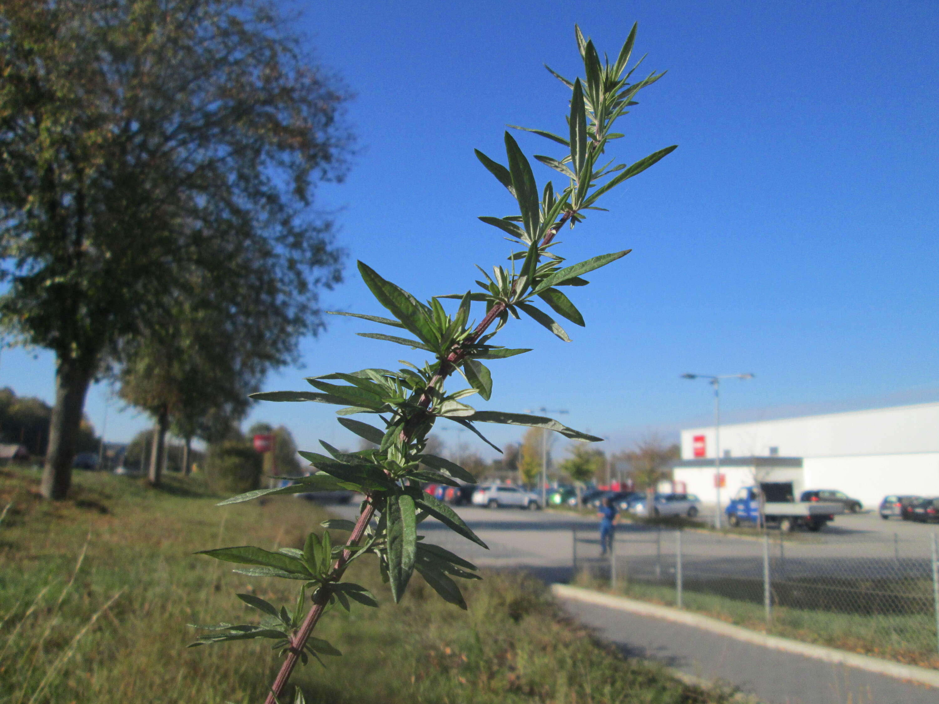 Image of common wormwood