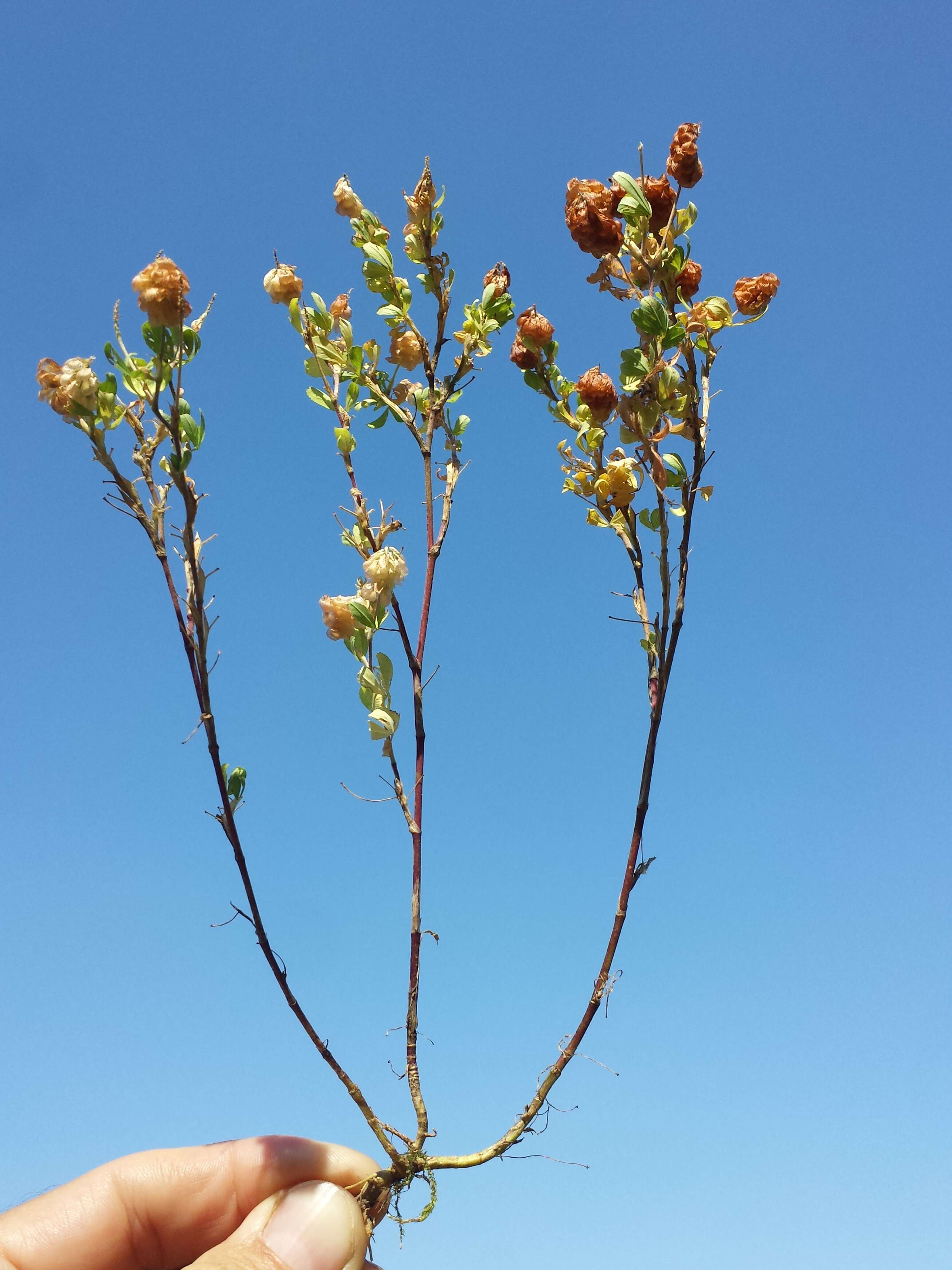 Plancia ëd Trifolium aureum Pollich