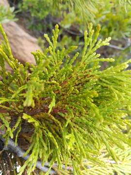 Image of Incense-cedar