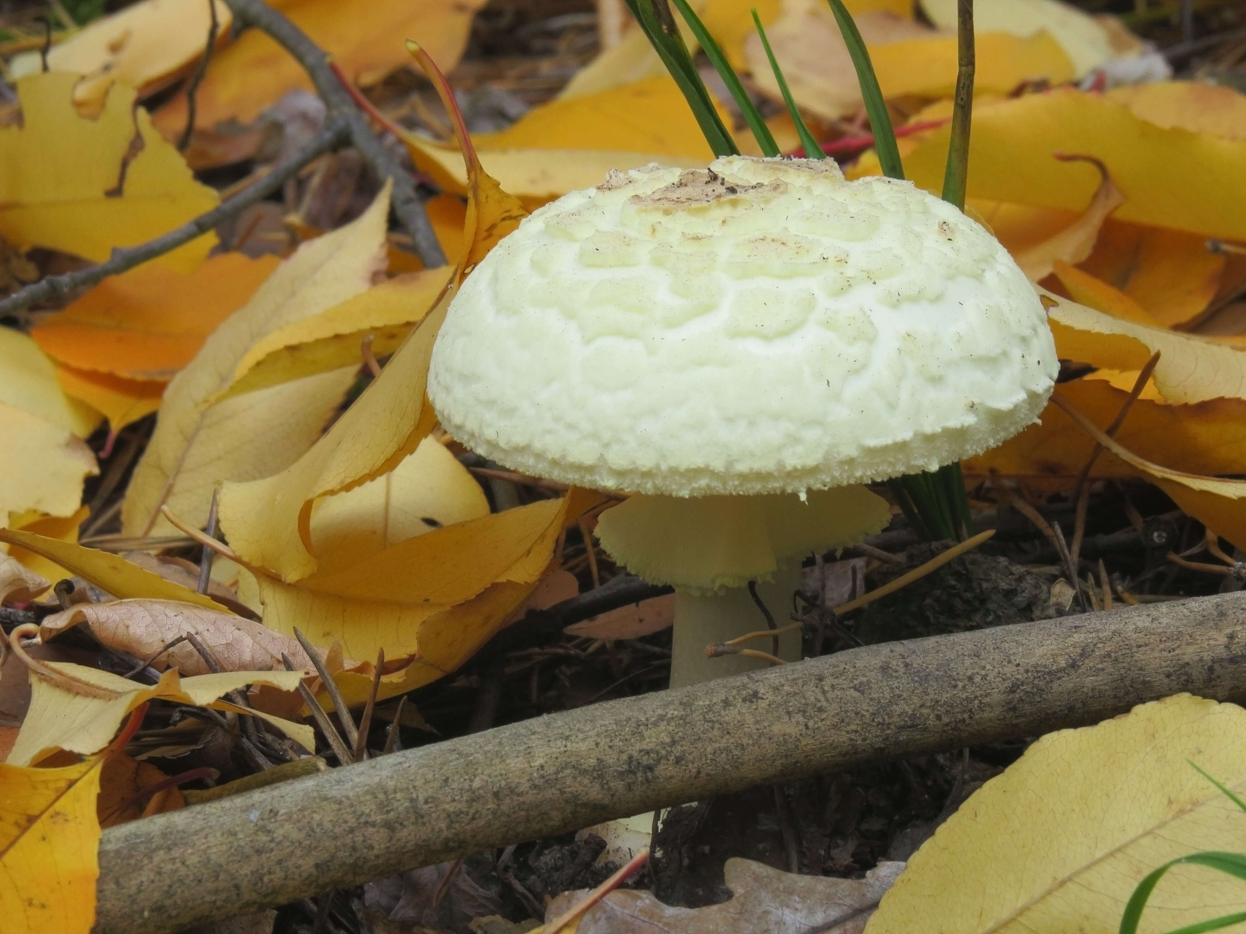 Image of False deathcap