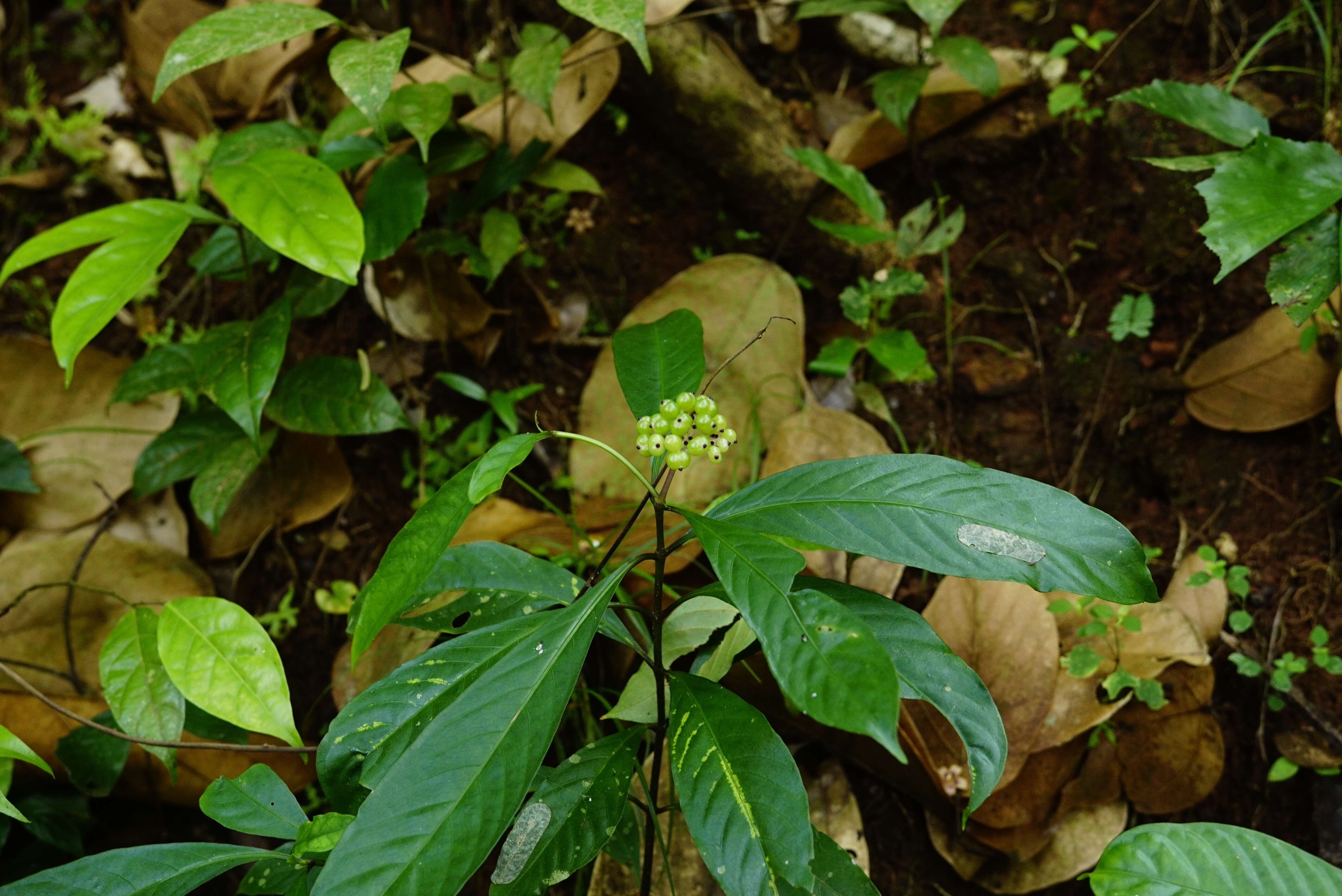 Imagem de Chassalia curviflora (Wall.) Thwaites