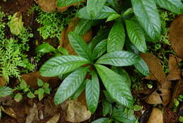 Imagem de Chassalia curviflora (Wall.) Thwaites