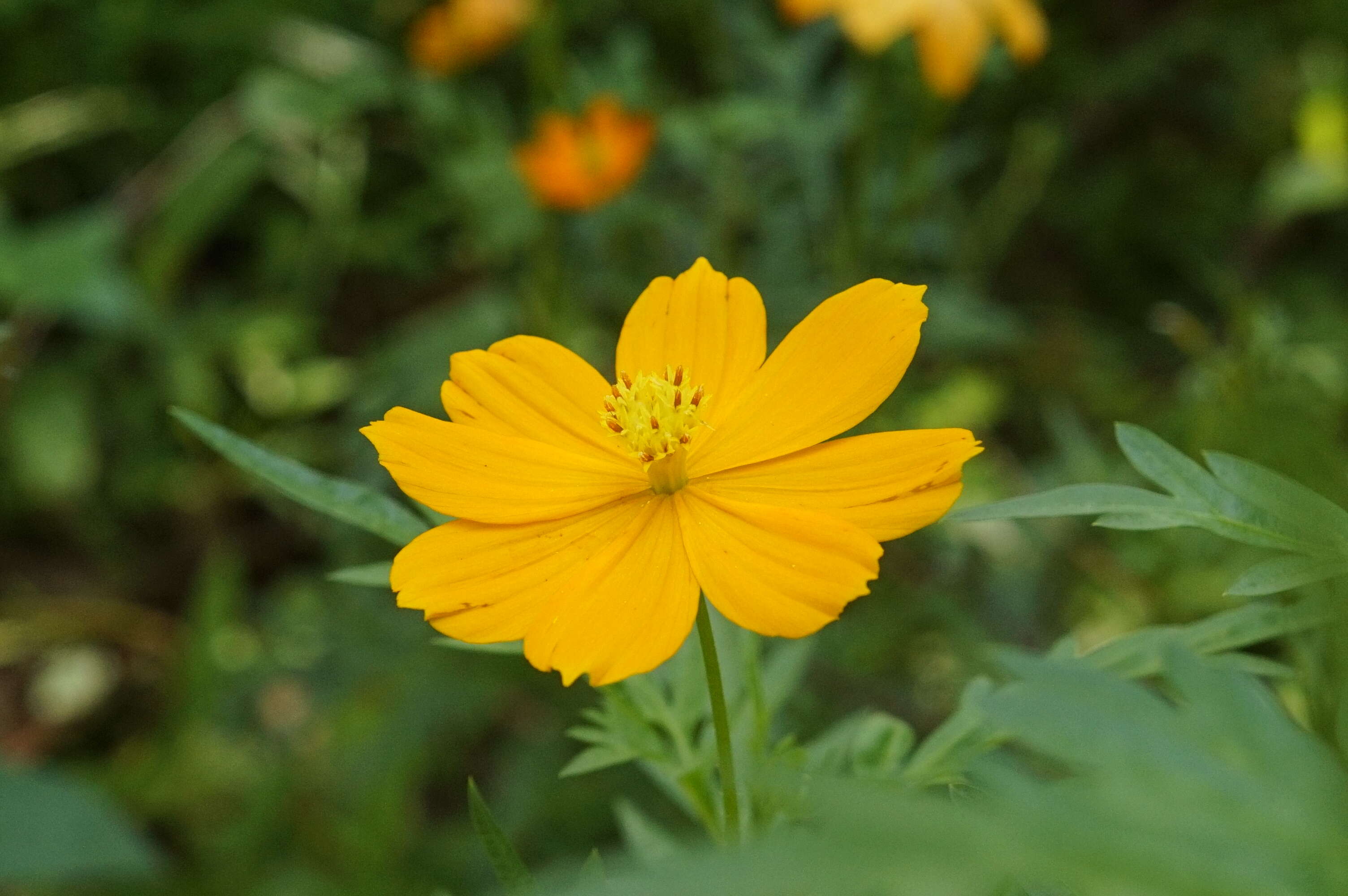 Image of sulphur cosmos