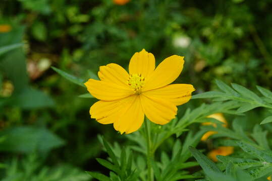 Image of sulphur cosmos