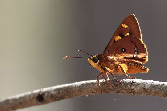 Image of Trapezites symmomus Hübner 1923