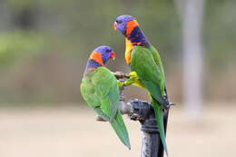 Image of Red-collared Lorikeet