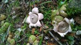 Image of Geastrum saccatum