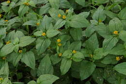 Image of Acmella uliginosa (Sw.) Cass.