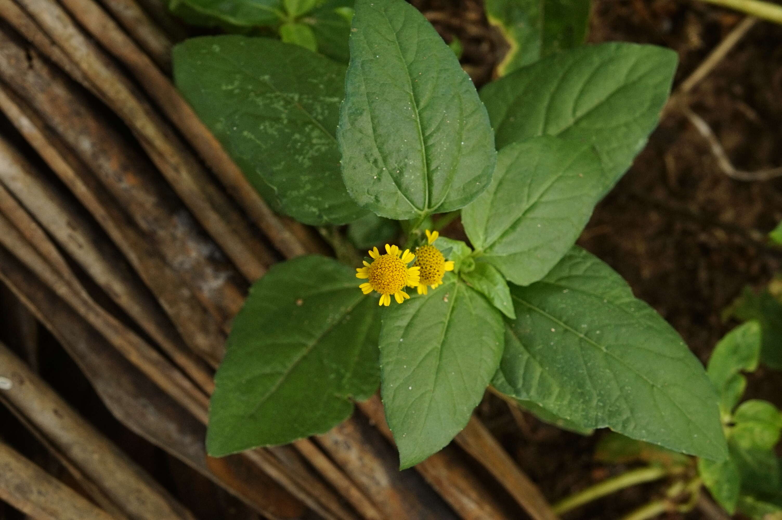 Image of Acmella uliginosa (Sw.) Cass.