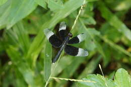 Image of Pied Paddy Skimmer