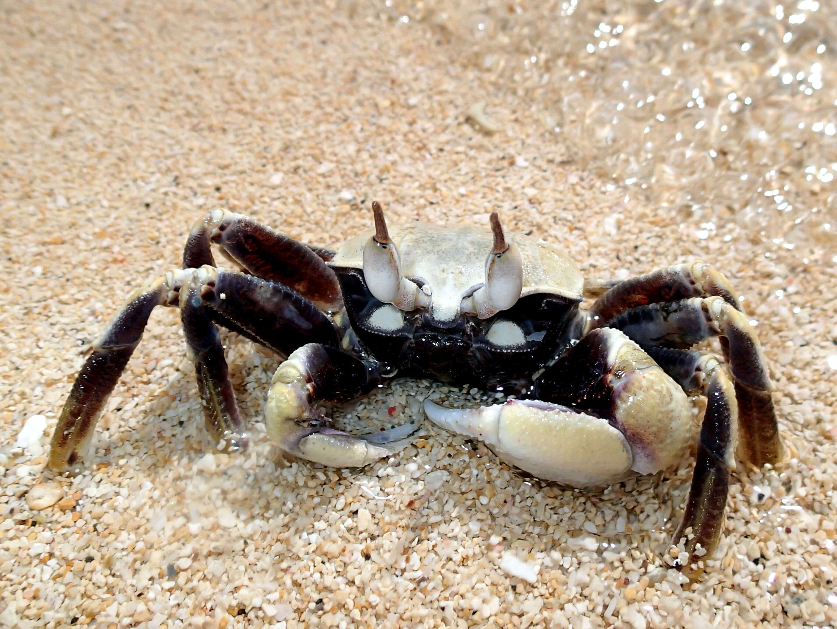 Image of Horned Ghost Crab