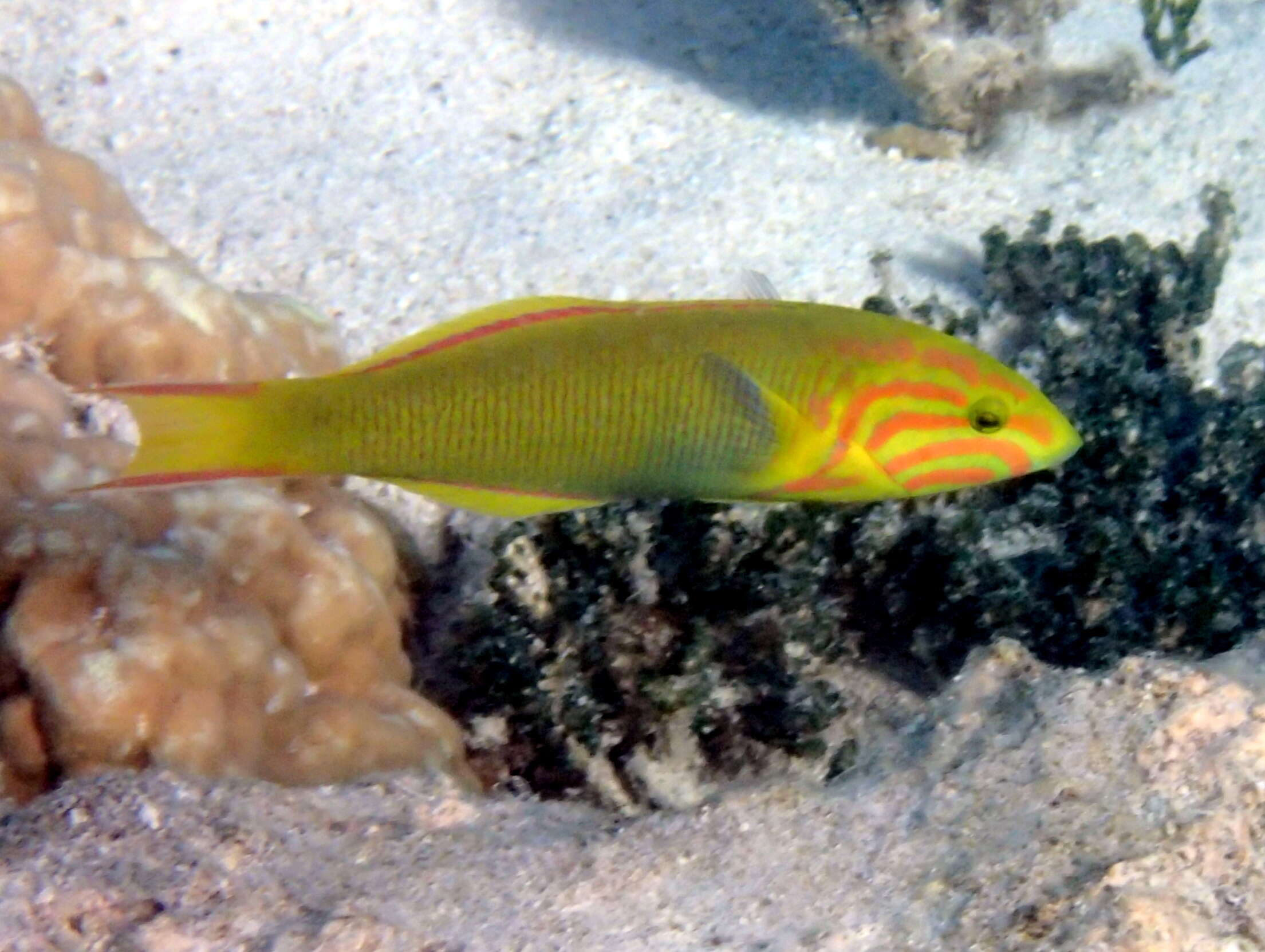 Image of Green moon wrasse