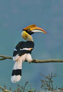 Image of Great Indian Hornbill