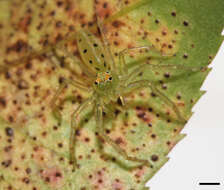 Image of Magnolia Green Jumper