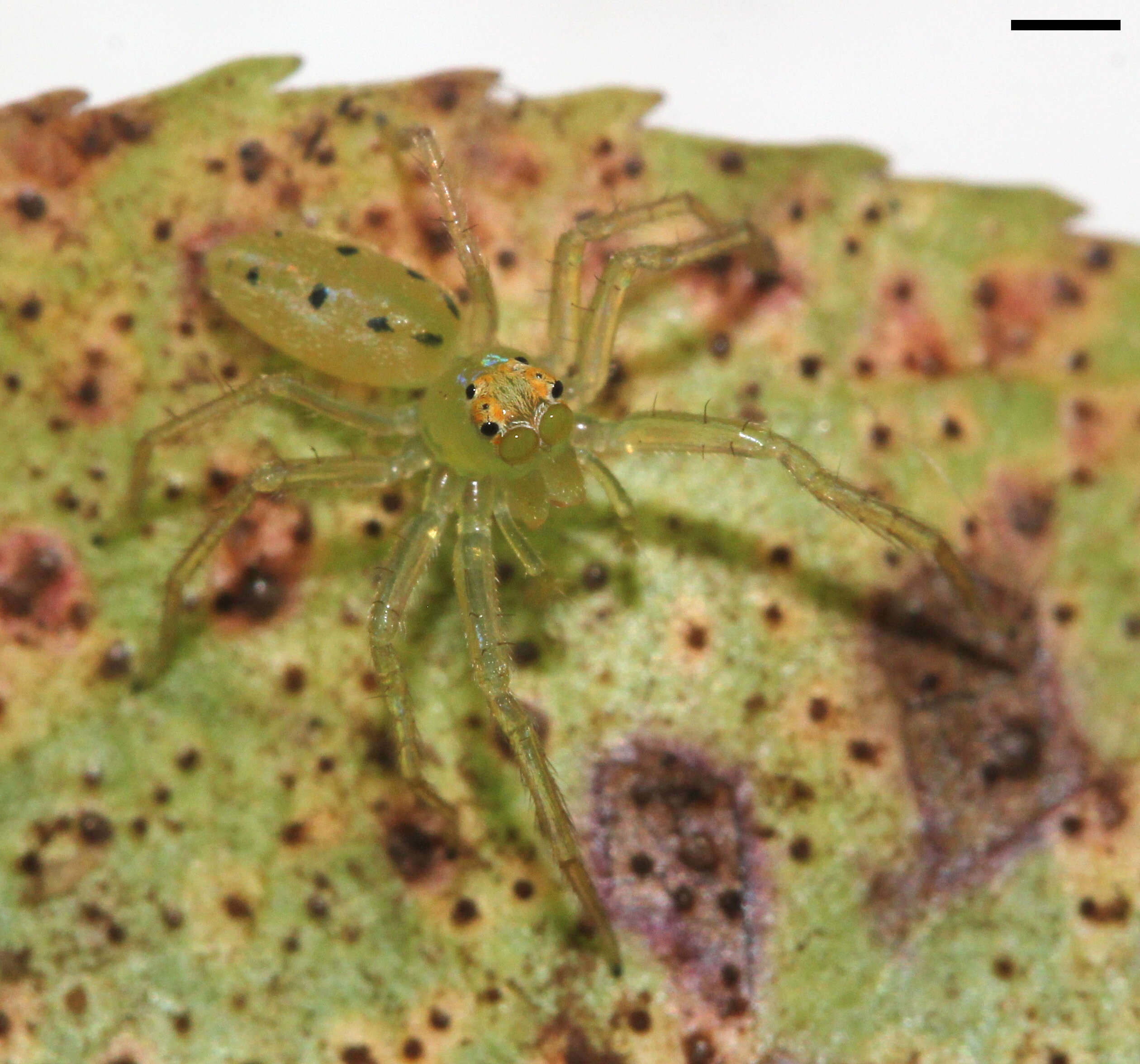 Image of Magnolia Green Jumper