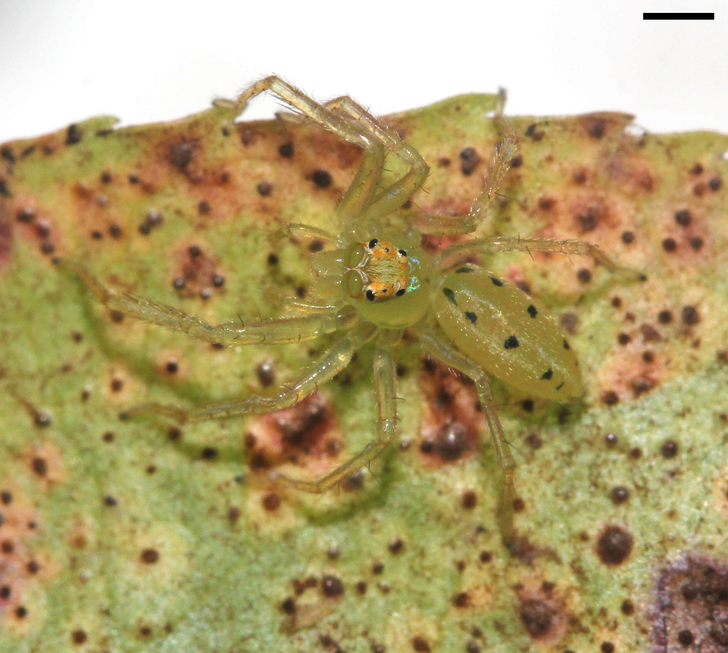 Image of Magnolia Green Jumper