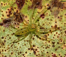 Image of Magnolia Green Jumper