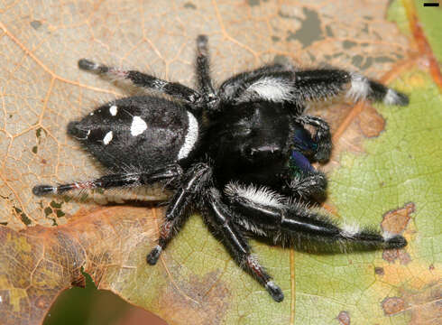 صورة Phidippus regius C. L. Koch 1846