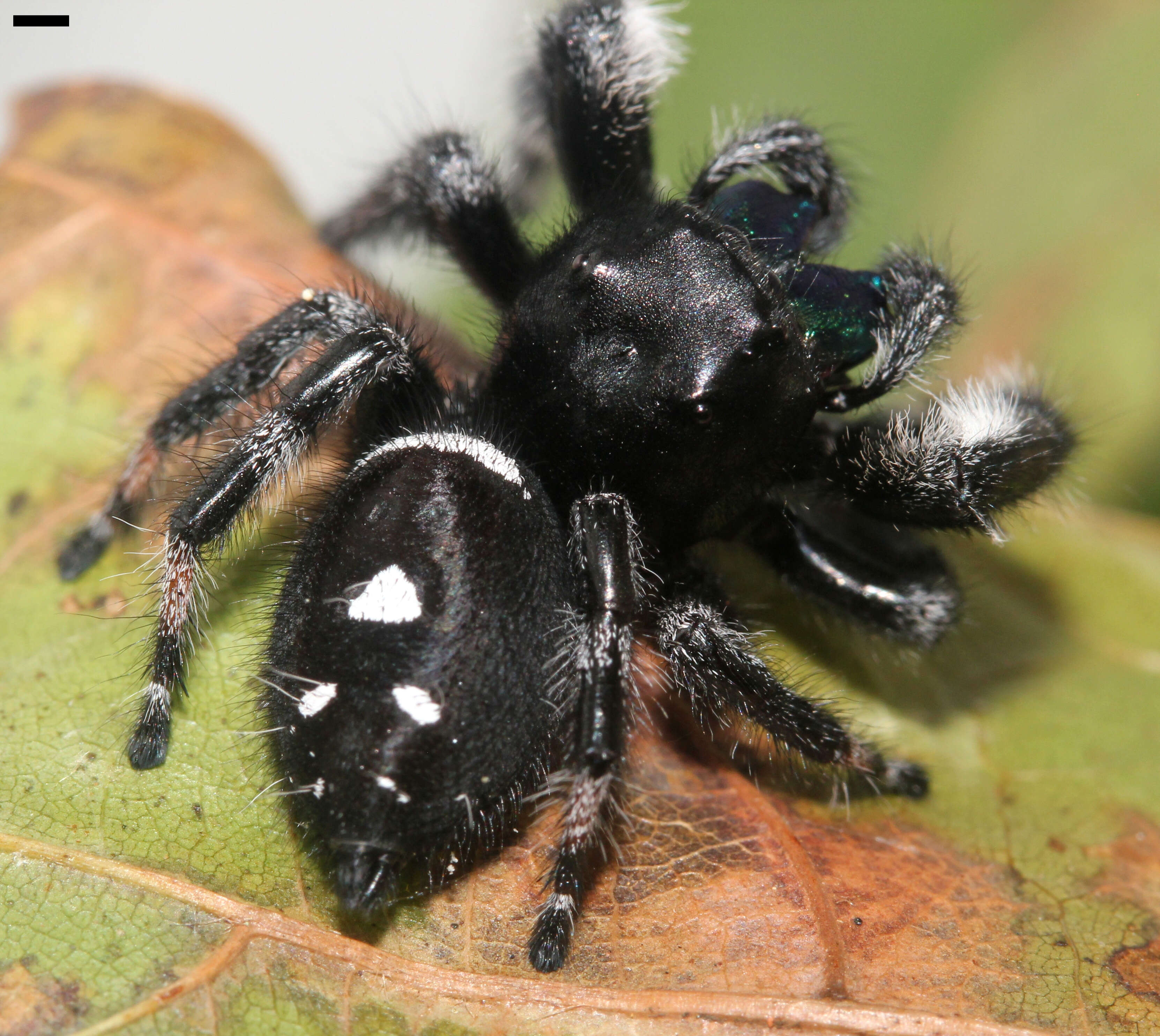 صورة Phidippus regius C. L. Koch 1846