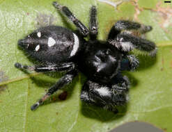 صورة Phidippus regius C. L. Koch 1846