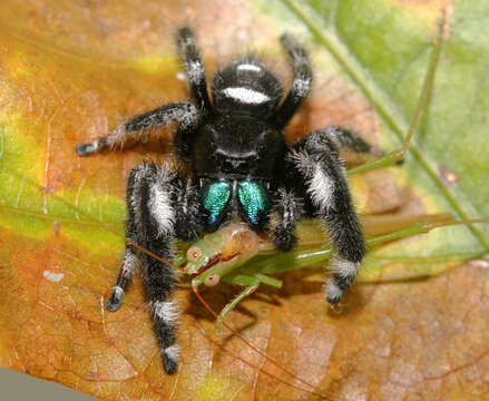 صورة Phidippus regius C. L. Koch 1846