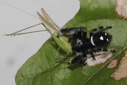 Image of Regal Jumper