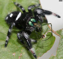 صورة Phidippus regius C. L. Koch 1846