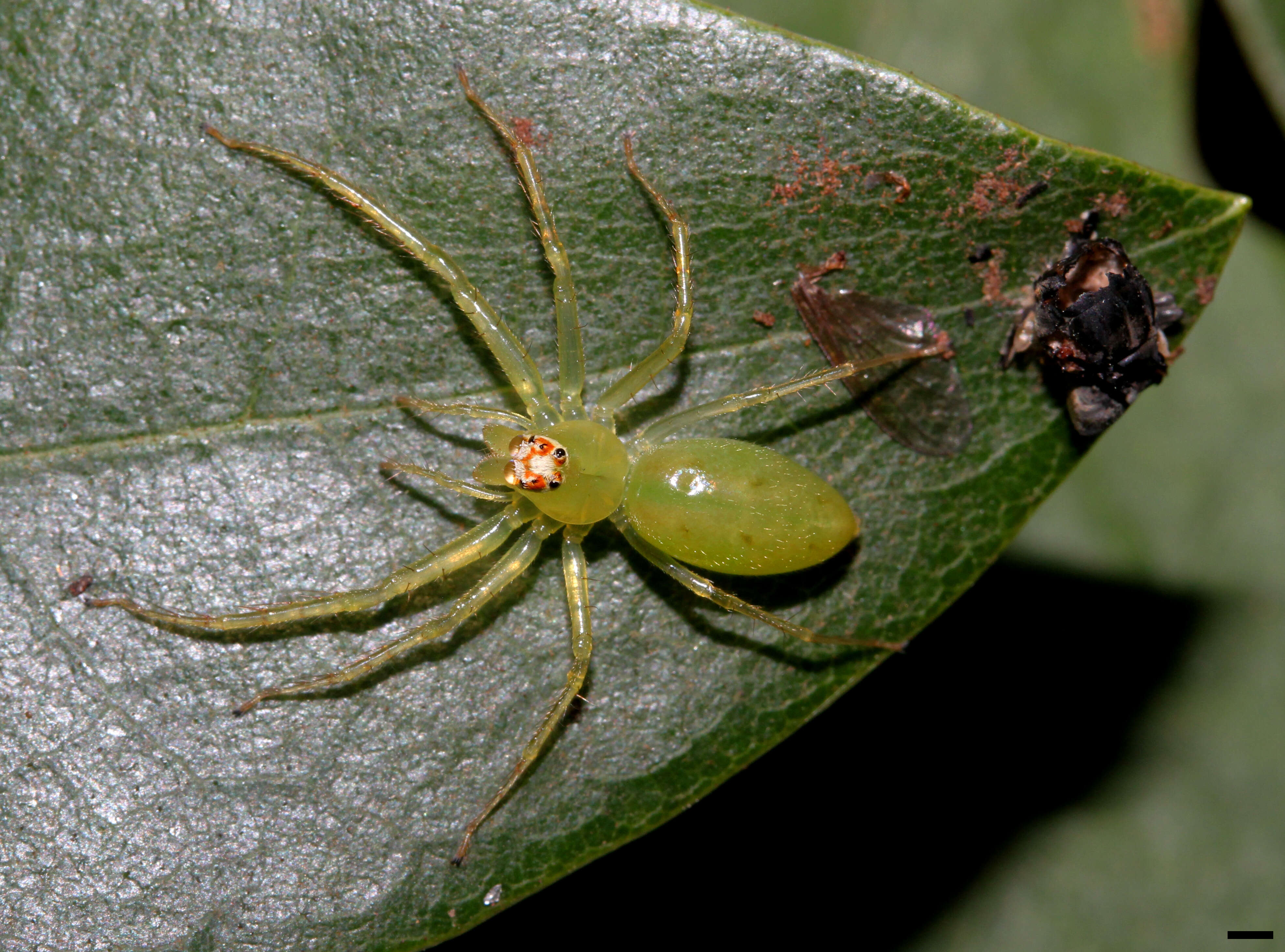 Image of Magnolia Green Jumper