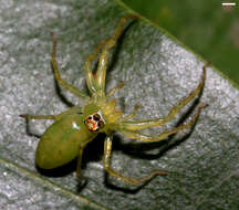 Image of Magnolia Green Jumper