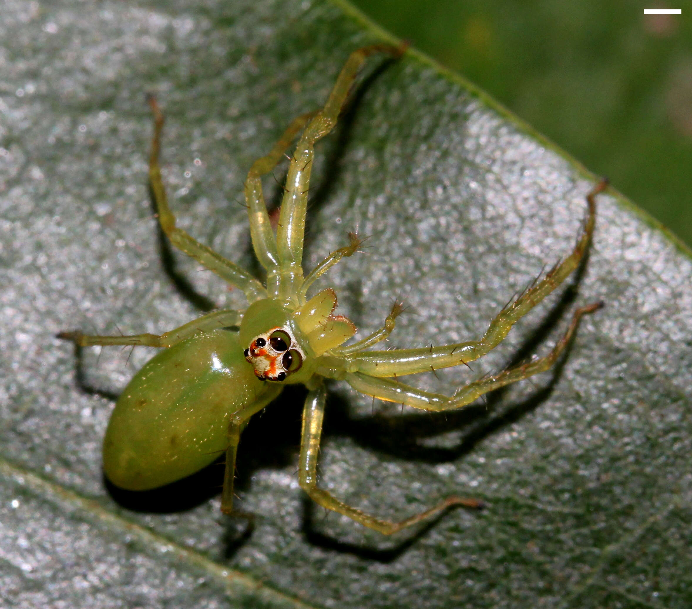 Image of Magnolia Green Jumper