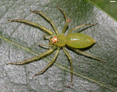 Image of Magnolia Green Jumper